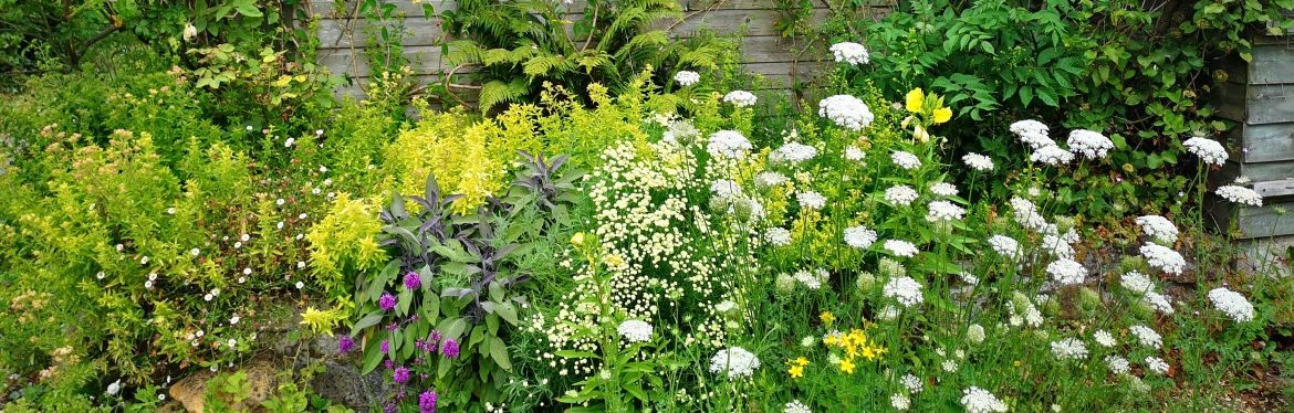Medicinal herb garden in summer