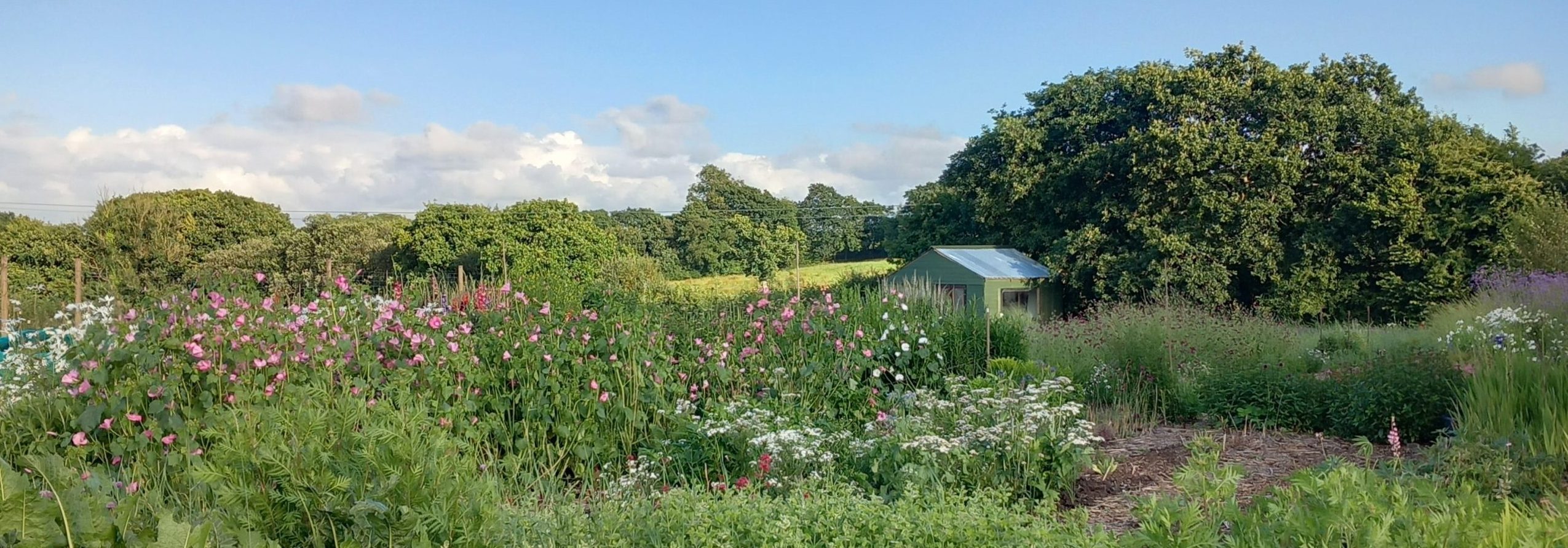 Herb garden in full flower