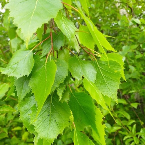 Herbal medicine school flexible study schedule