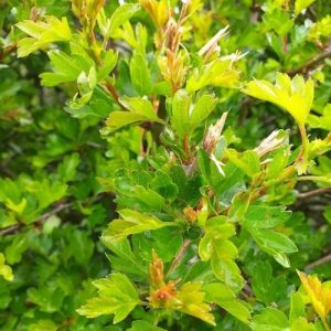 Long established herbalist training school