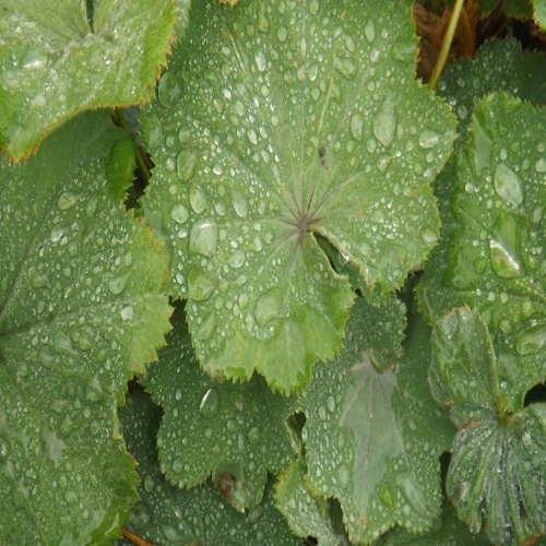 Herbal medicine training supportive learning environment